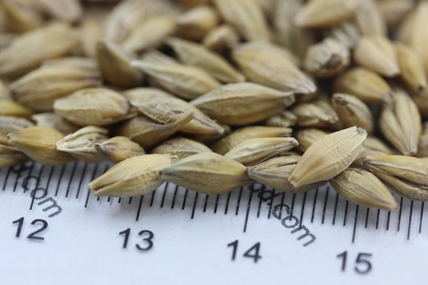 <a href='http://www.fscangbo.com/mucaozhongzi/9.html' target='_blank'>大麥種子</a>