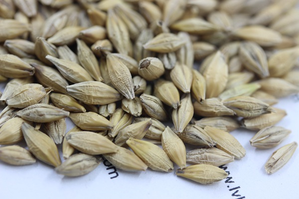 <a href='http://www.fscangbo.com/mucaozhongzi/9.html' target='_blank'>大麥種子</a>