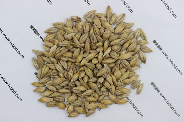 <a href='http://www.fscangbo.com/mucaozhongzi/9.html' target='_blank'>大麥</a><a href='http://www.fscangbo.com/' target='_blank'>種子</a>