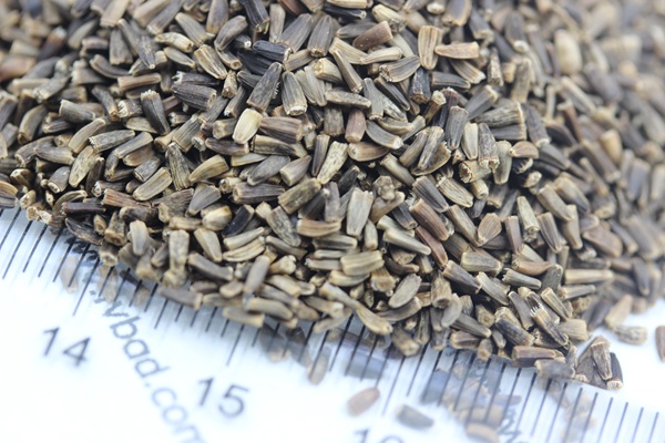 菊苣<a href='http://www.fscangbo.com/' target='_blank'>種子</a> 菊苣<a href='http://www.fscangbo.com/' target='_blank'>種子</a>