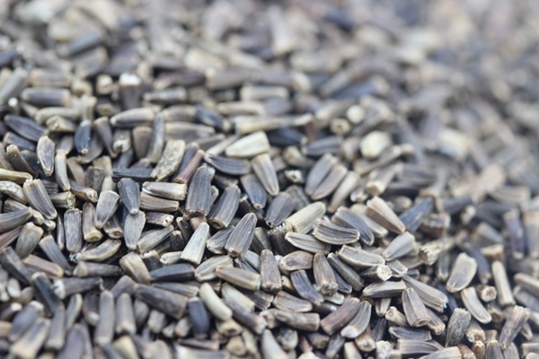 菊苣種子 菊苣種子