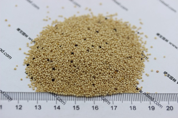 <a href='http://www.fscangbo.com/mucaozhongzi/1693.html' target='_blank'>籽粒莧種子</a>