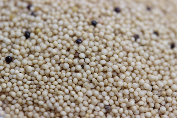 籽粒莧<a href='http://www.fscangbo.com/' target='_blank'>種子</a>