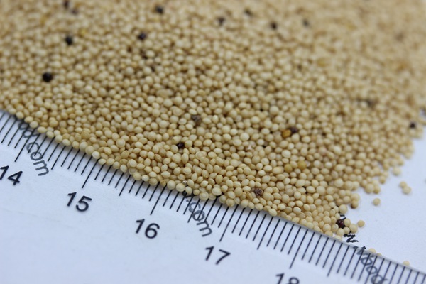 <a href='http://www.fscangbo.com/mucaozhongzi/1693.html' target='_blank'>籽粒莧</a><a href='http://www.fscangbo.com/' target='_blank'>種子</a>