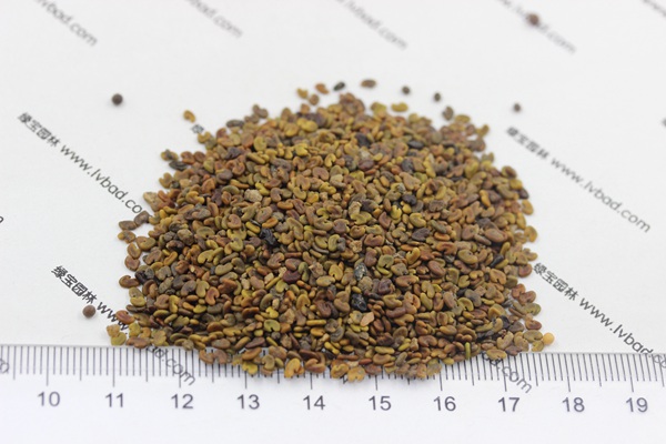 <a href='http://www.fscangbo.com/mucaozhongzi/1694.html' target='_blank'>紫云英種子</a>