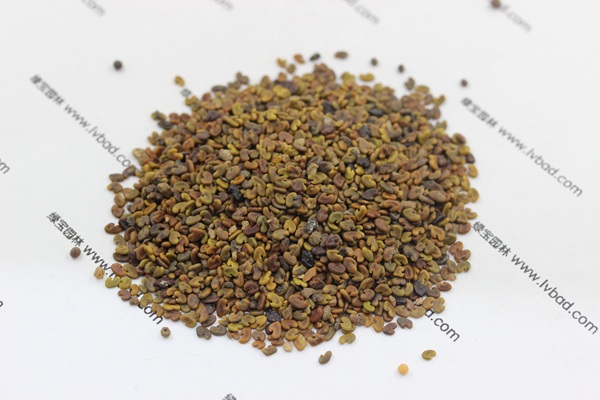 紫云英<a href='http://www.fscangbo.com/' target='_blank'>種子</a>