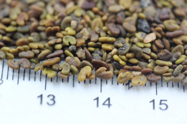 <a href='http://www.fscangbo.com/mucaozhongzi/1694.html' target='_blank'>紫云英</a><a href='http://www.fscangbo.com/' target='_blank'>種子</a>