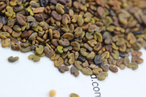 <a href='http://www.fscangbo.com/mucaozhongzi/1694.html' target='_blank'>紫云英種子</a>