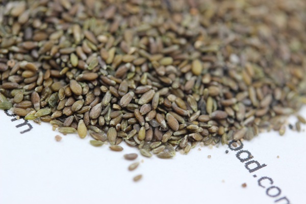 沙蒿<a href='http://www.fscangbo.com/' target='_blank'>種子</a>