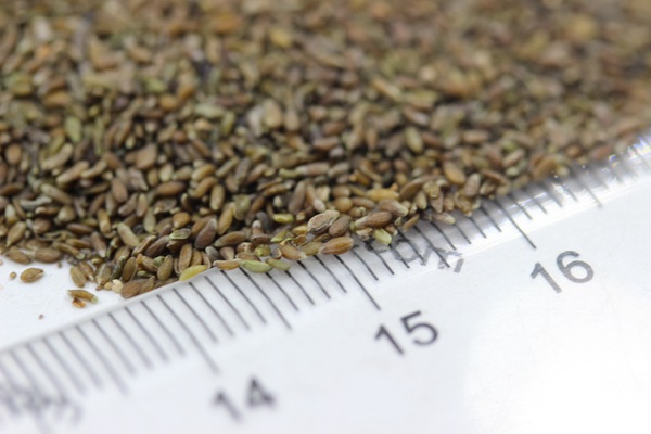 <a href='http://www.fscangbo.com/mucaozhongzi/14650.html' target='_blank'>沙蒿</a><a href='http://www.fscangbo.com/' target='_blank'>種子</a>