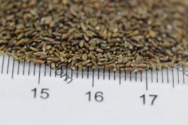 <a href='http://www.fscangbo.com/mucaozhongzi/14650.html' target='_blank'>沙蒿種子</a>