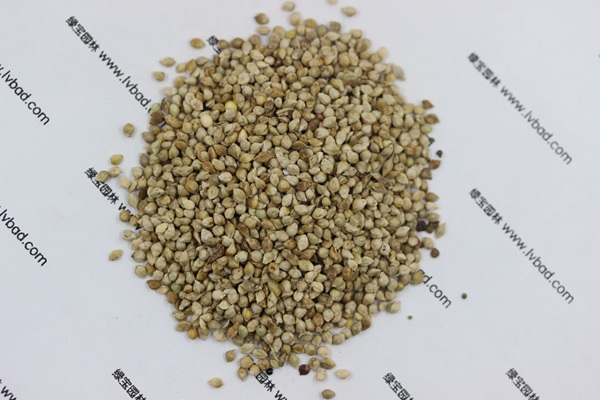 <a href='http://www.fscangbo.com/mucaozhongzi/14651.html' target='_blank'>小米草</a>