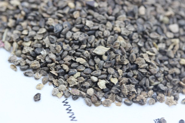 <a href='http://www.fscangbo.com/caohuazhongzi/1041.html' target='_blank'>地膚</a><a href='http://www.fscangbo.com/' target='_blank'>種子</a>