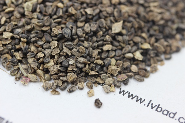 <a href='http://www.fscangbo.com/caohuazhongzi/1041.html' target='_blank'>地膚種子</a>