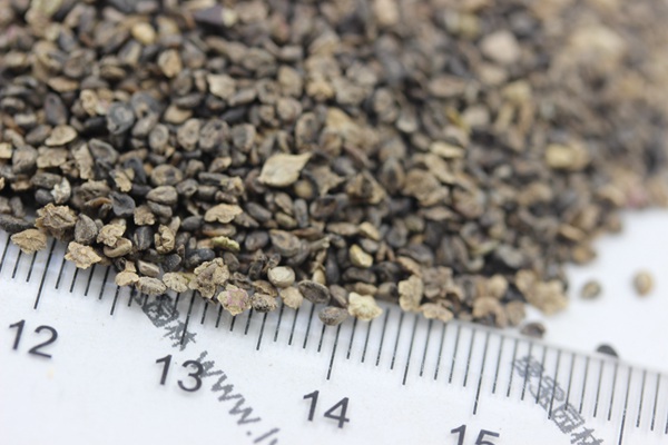 <a href='http://www.fscangbo.com/caohuazhongzi/1041.html' target='_blank'>地膚</a><a href='http://www.fscangbo.com/' target='_blank'>種子</a>