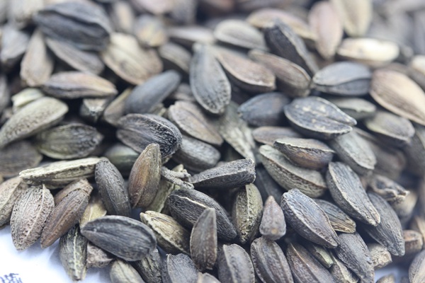 <a href='http://www.fscangbo.com/caohuazhongzi/1046.html' target='_blank'>非洲菊</a><a href='http://www.fscangbo.com/' target='_blank'>種子</a> <a href='http://www.fscangbo.com/caohuazhongzi/1046.html' target='_blank'>非洲菊種子</a>