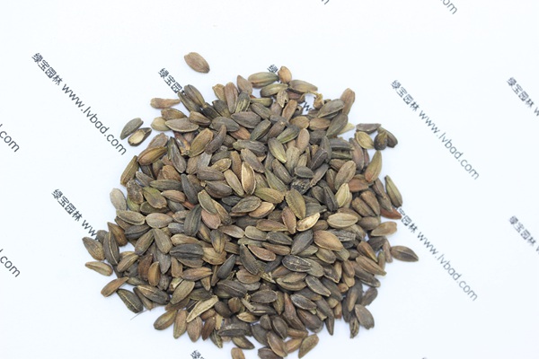 <a href='http://www.fscangbo.com/caohuazhongzi/1046.html' target='_blank'>非洲菊種子</a> <a href='http://www.fscangbo.com/caohuazhongzi/1046.html' target='_blank'>非洲菊</a><a href='http://www.fscangbo.com/' target='_blank'>種子</a>