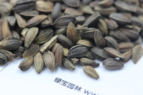 <a href='http://www.fscangbo.com/caohuazhongzi/1046.html' target='_blank'>非洲菊種子</a> <a href='http://www.fscangbo.com/caohuazhongzi/1046.html' target='_blank'>非洲菊</a><a href='http://www.fscangbo.com/' target='_blank'>種子</a>