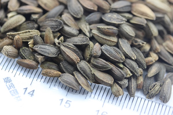 <a href='http://www.fscangbo.com/caohuazhongzi/1046.html' target='_blank'>非洲菊種子</a> 非洲菊<a href='http://www.fscangbo.com/' target='_blank'>種子</a>