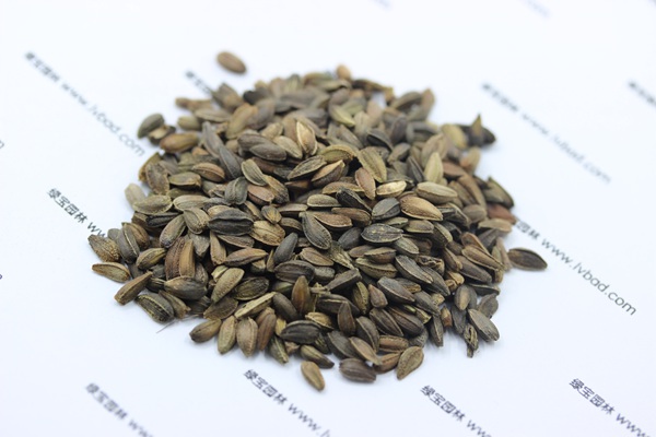 非洲菊<a href='http://www.fscangbo.com/' target='_blank'>種子</a> 非洲菊種子