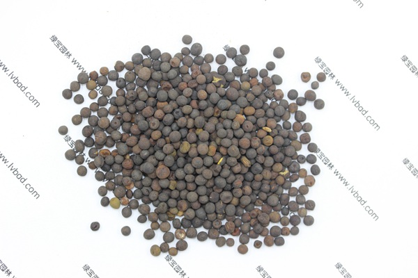 <a href='http://www.fscangbo.com/mucaozhongzi/6.html' target='_blank'>紫花苕</a><a href='http://www.fscangbo.com/' target='_blank'>種子</a>