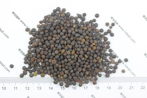 <a href='http://www.fscangbo.com/mucaozhongzi/6.html' target='_blank'>紫花苕</a><a href='http://www.fscangbo.com/' target='_blank'>種子</a>