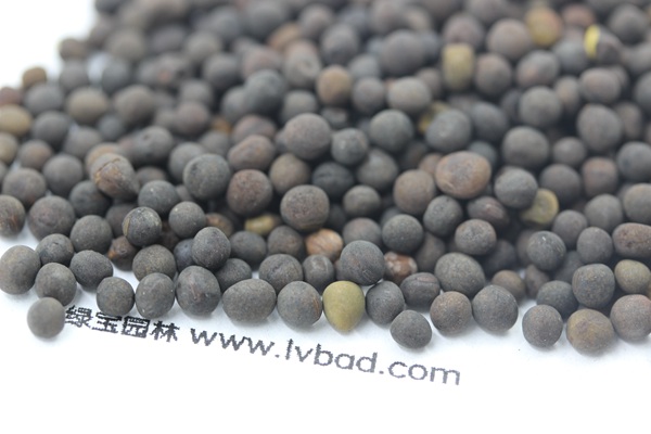 <a href='http://www.fscangbo.com/mucaozhongzi/6.html' target='_blank'>紫花苕種子</a>