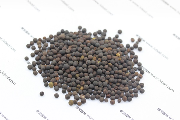 紫花苕<a href='http://www.fscangbo.com/' target='_blank'>種子</a>