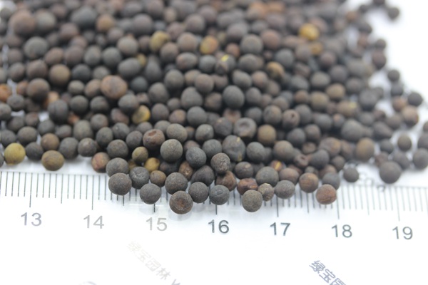 <a href='http://www.fscangbo.com/mucaozhongzi/6.html' target='_blank'>紫花苕種子</a>