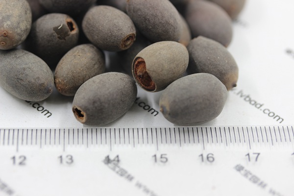 <a href='http://www.fscangbo.com/caohuazhongzi/1059.html' target='_blank'>荷花種子</a>