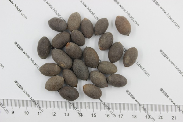 荷花<a href='http://www.fscangbo.com/' target='_blank'>種子</a>