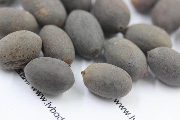 <a href='http://www.fscangbo.com/caohuazhongzi/1059.html' target='_blank'>荷花種子</a>