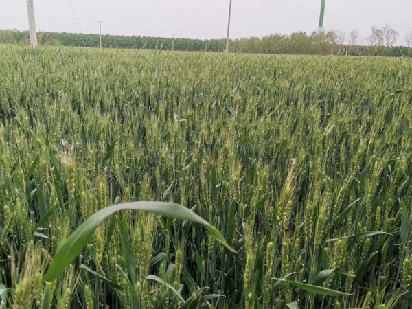 黑小麥<a href='http://www.fscangbo.com/' target='_blank'>種子</a>