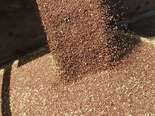 <a href='http://www.fscangbo.com/mucaozhongzi/16013.html' target='_blank'>黑小麥種子</a>