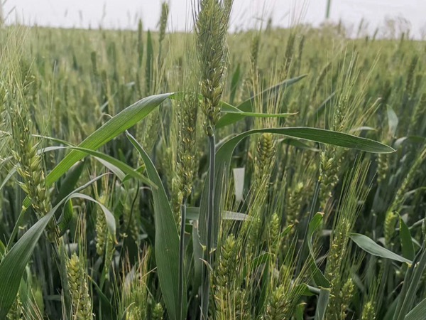 <a href='http://www.fscangbo.com/mucaozhongzi/16013.html' target='_blank'>黑小麥種子</a>