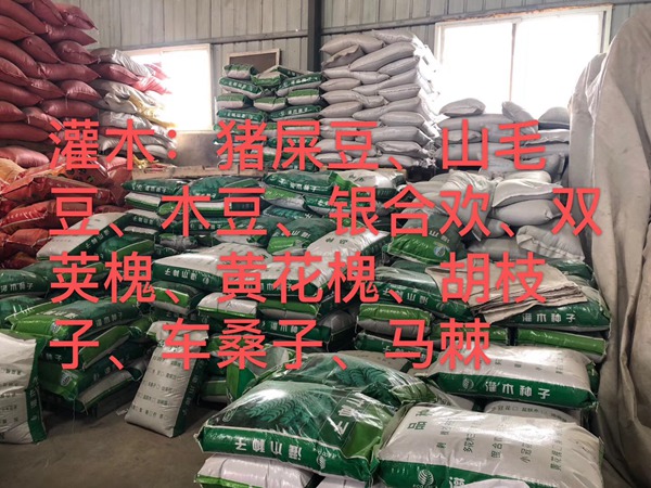 <a href='http://www.fscangbo.com/linmuzhongzi/16015.html' target='_blank'>刺槐</a><a href='http://www.fscangbo.com/' target='_blank'>種子</a> <a href='http://www.fscangbo.com/linmuzhongzi/16015.html' target='_blank'>刺槐種子</a>