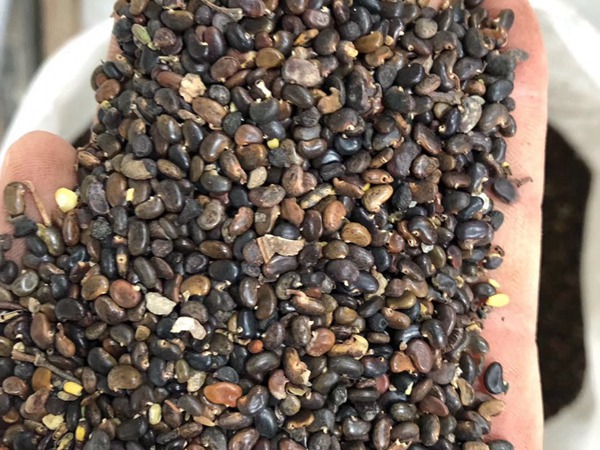 <a href='http://www.fscangbo.com/linmuzhongzi/16015.html' target='_blank'>刺槐</a><a href='http://www.fscangbo.com/' target='_blank'>種子</a> <a href='http://www.fscangbo.com/linmuzhongzi/16015.html' target='_blank'>刺槐種子</a>