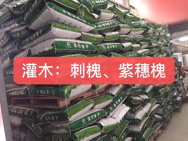 <a href='http://www.fscangbo.com/linmuzhongzi/16015.html' target='_blank'>刺槐種子</a> <a href='http://www.fscangbo.com/linmuzhongzi/16015.html' target='_blank'>刺槐</a><a href='http://www.fscangbo.com/' target='_blank'>種子</a>