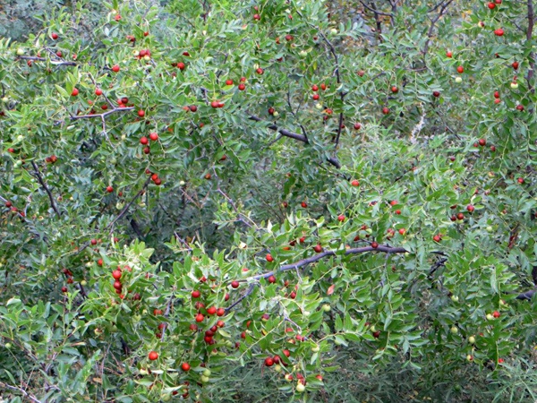 酸棗<a href='http://www.fscangbo.com/' target='_blank'>種子</a>