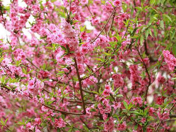 <a href='http://www.fscangbo.com/guoshuzhongzi/2185.html' target='_blank'>山桃</a><a href='http://www.fscangbo.com/' target='_blank'>種子</a> <a href='http://www.fscangbo.com/guoshuzhongzi/2185.html' target='_blank'>山桃</a><a href='http://www.fscangbo.com/' target='_blank'>種子</a>