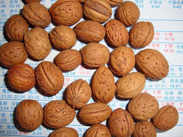 <a href='http://www.fscangbo.com/guoshuzhongzi/2185.html' target='_blank'>山桃種子</a> <a href='http://www.fscangbo.com/guoshuzhongzi/2185.html' target='_blank'>山桃種子</a>