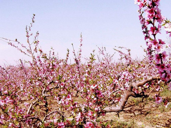 <a href='http://www.fscangbo.com/guoshuzhongzi/2185.html' target='_blank'>山桃種子</a> <a href='http://www.fscangbo.com/guoshuzhongzi/2185.html' target='_blank'>山桃種子</a>