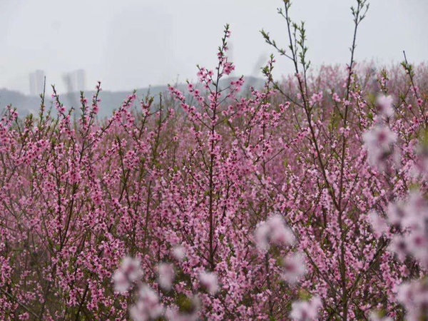 山桃<a href='http://www.fscangbo.com/' target='_blank'>種子</a> 山桃<a href='http://www.fscangbo.com/' target='_blank'>種子</a>