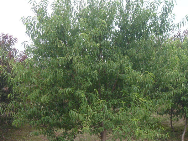 <a href='http://www.fscangbo.com/guoshuzhongzi/2185.html' target='_blank'>山桃種子</a> <a href='http://www.fscangbo.com/guoshuzhongzi/2185.html' target='_blank'>山桃種子</a>