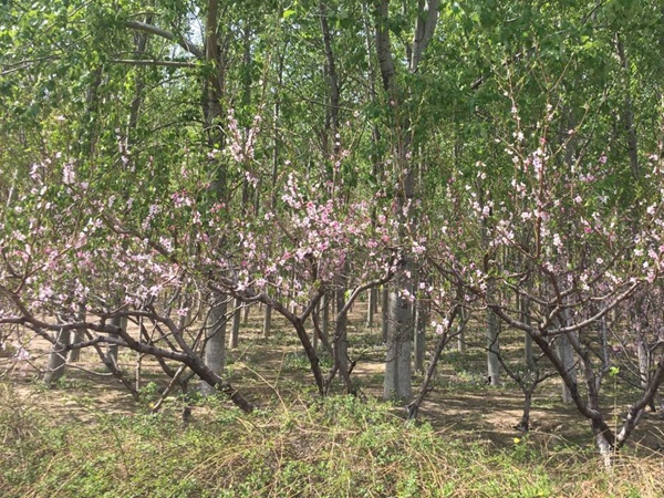 山桃<a href='http://www.fscangbo.com/' target='_blank'>種子</a> 山桃<a href='http://www.fscangbo.com/' target='_blank'>種子</a>