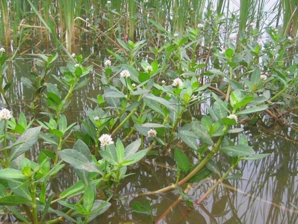 <a href='http://www.fscangbo.com/shuicaozhongzi/1869.html' target='_blank'>空心蓮子草</a> <a href='http://www.fscangbo.com/shuicaozhongzi/1869.html' target='_blank'>空心蓮子草</a>