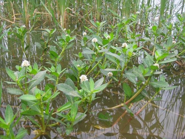空心蓮子草 空心蓮子草