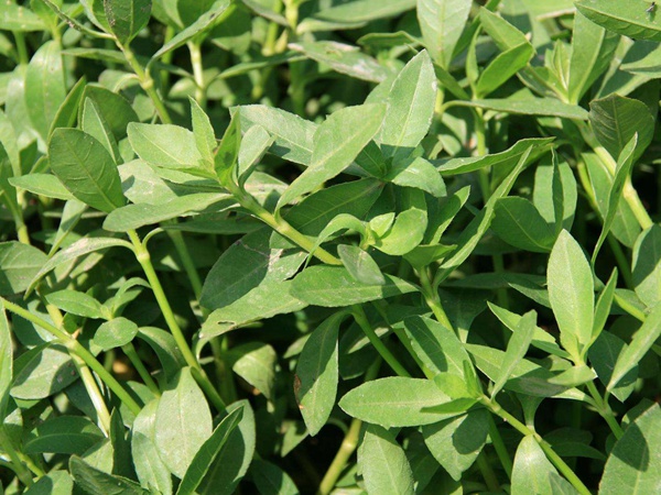 空心蓮子草 空心蓮子草