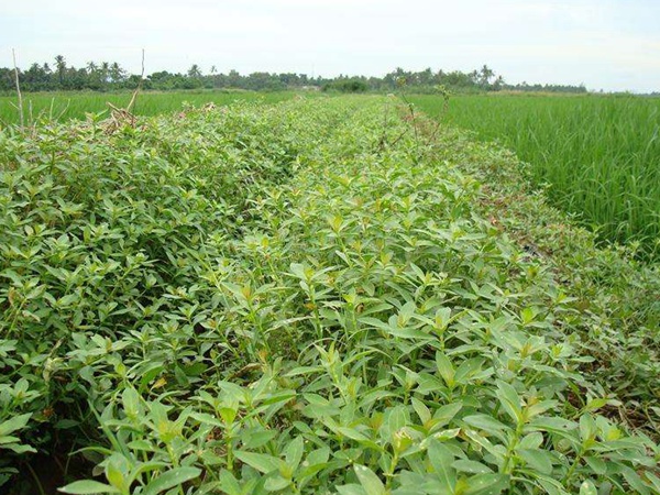 空心蓮子草 空心蓮子草