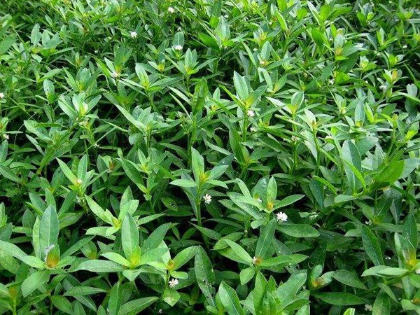 空心蓮子草 空心蓮子草